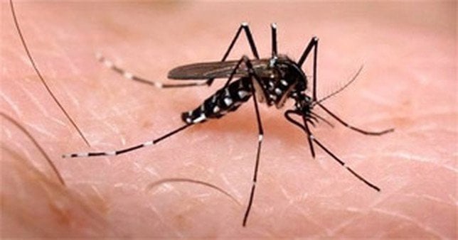 Mosquito Tigre, trasmisor del virus Zika.