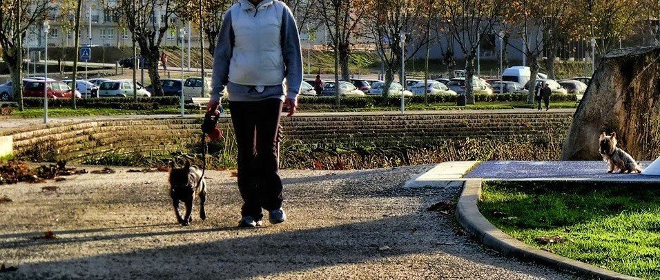 Una mujer paseo a un perro en Pontevedra.