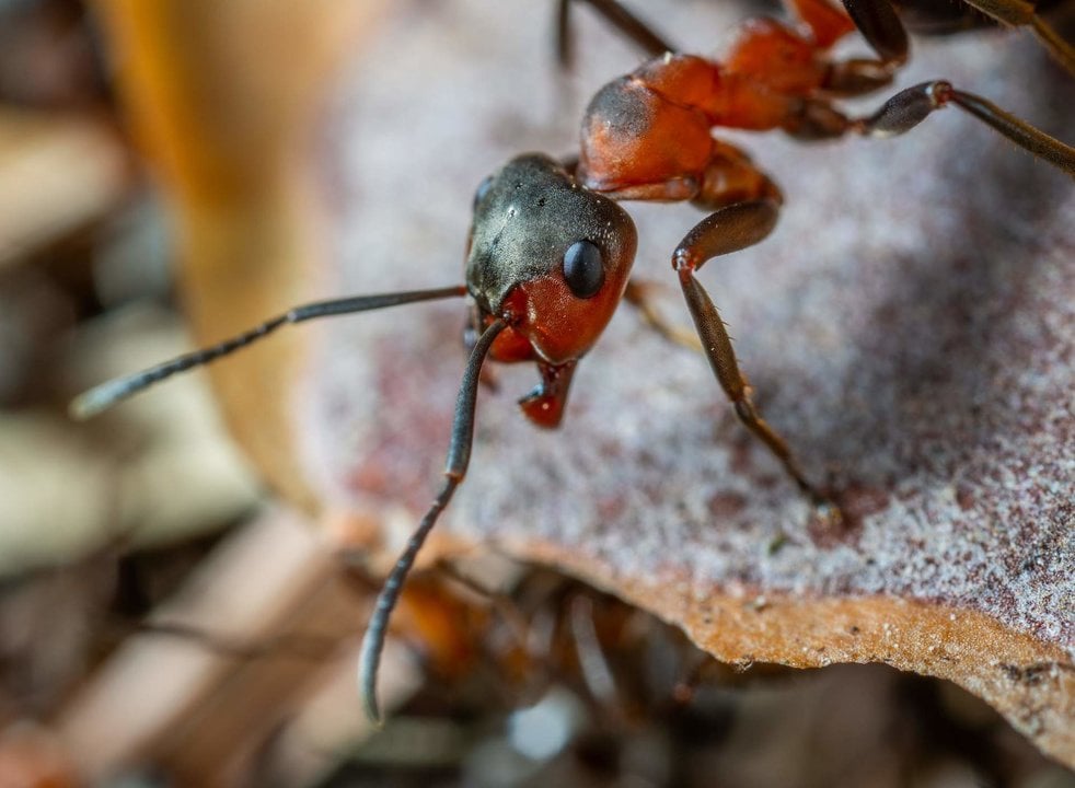 7 remedios caseros para acabar con las hormigas.