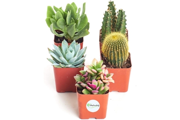 Planta pequeña y fácil de cuidar (suculenta o cactus)