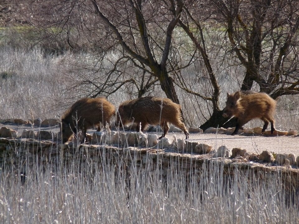 Jabal&iacute;.