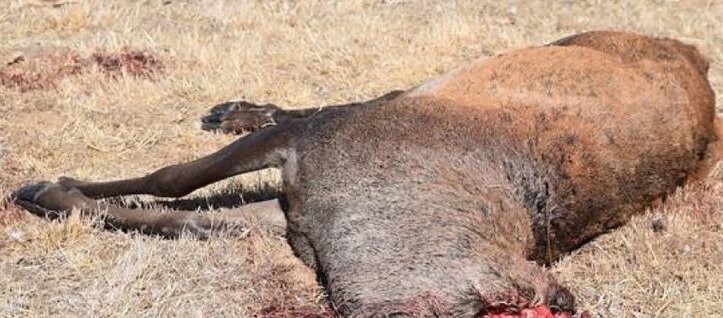 Uno de los ciervos encontrado muerto y sin cabeza en Palencia (Foto: Ecologistas en Acci&oacute;n).