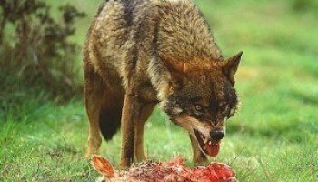 Lobos en Castilla y Le&oacute;n