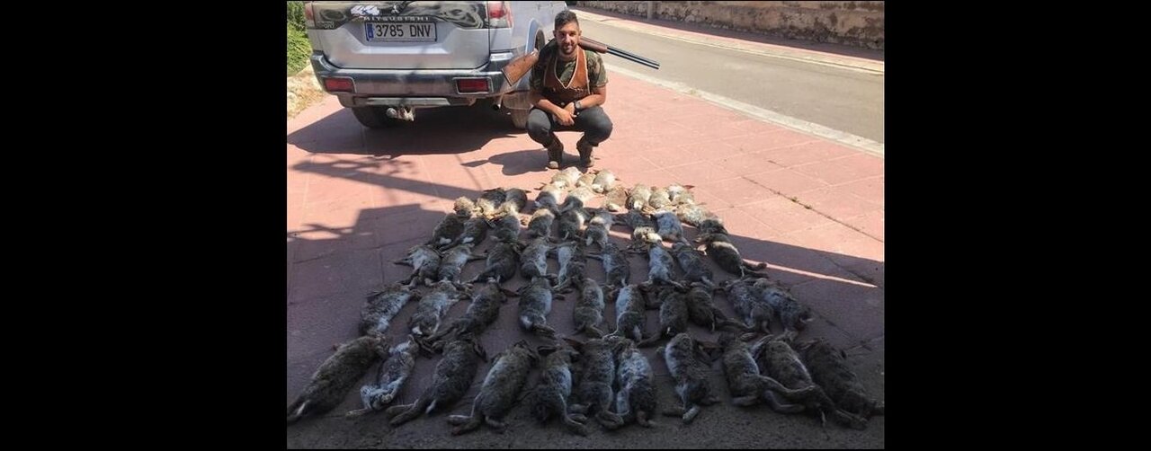 Conejos cazados en Epila (Zaragoza)