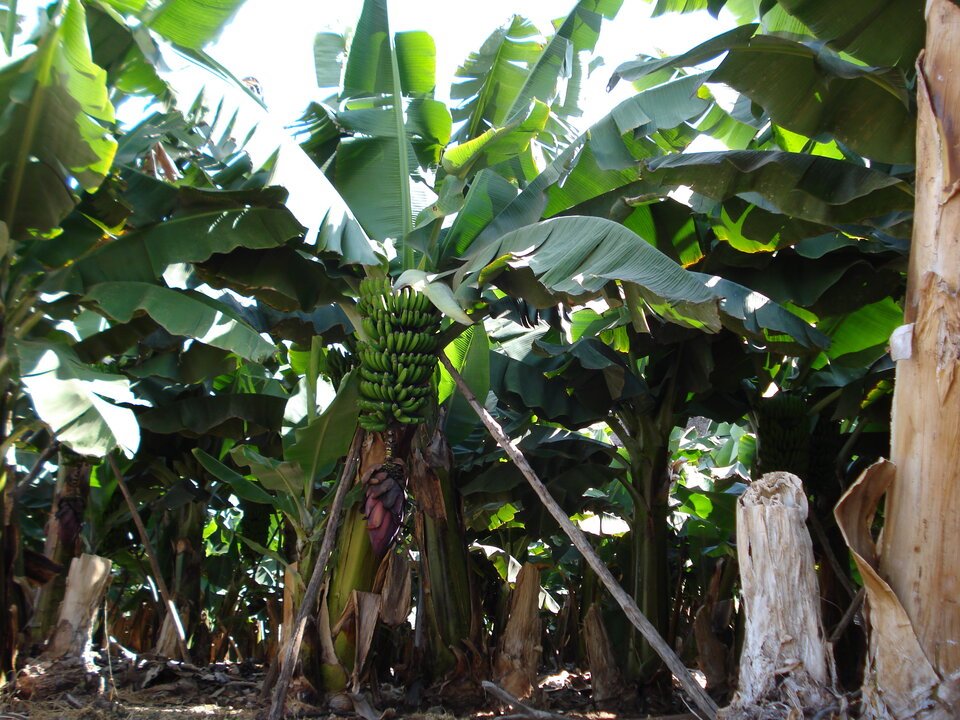 Plataneras de La Palma, Canarias.