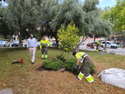 El Ayuntamiento de Murcia intensifica la campa&ntilde;a de reposici&oacute;n de arbolado