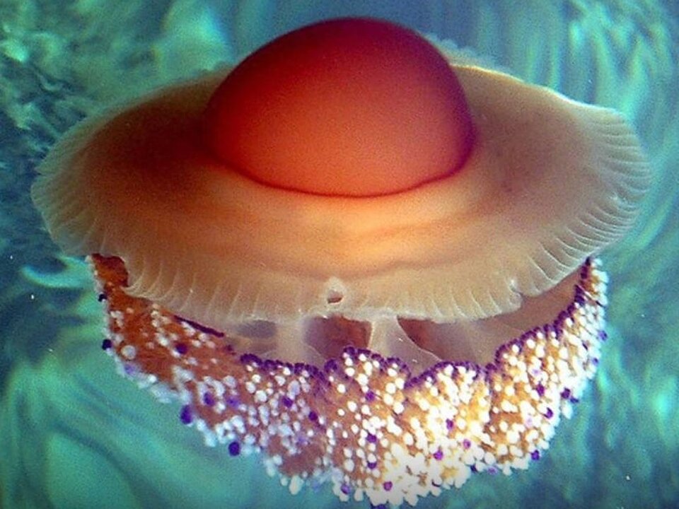 Alerta para los ba&ntilde;istas- millones de medusas 'huevo frito' est&aacute;n naciendo en Murcia (Foto- T.Friedrich:Wikimedia) 