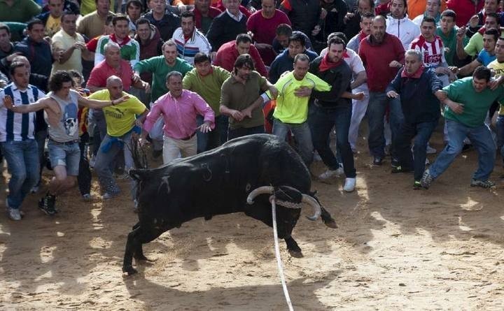 El toro es uno de los principales protagonistas de las fiestas populares.