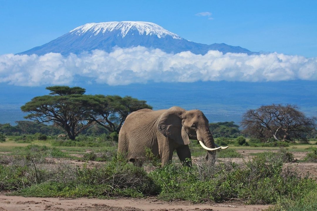 Imagen del Kilimanjaro.