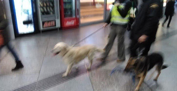 La Policía envió a perros para la detección de explosivos.