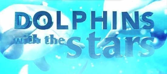 Dolphins wit the stars.
