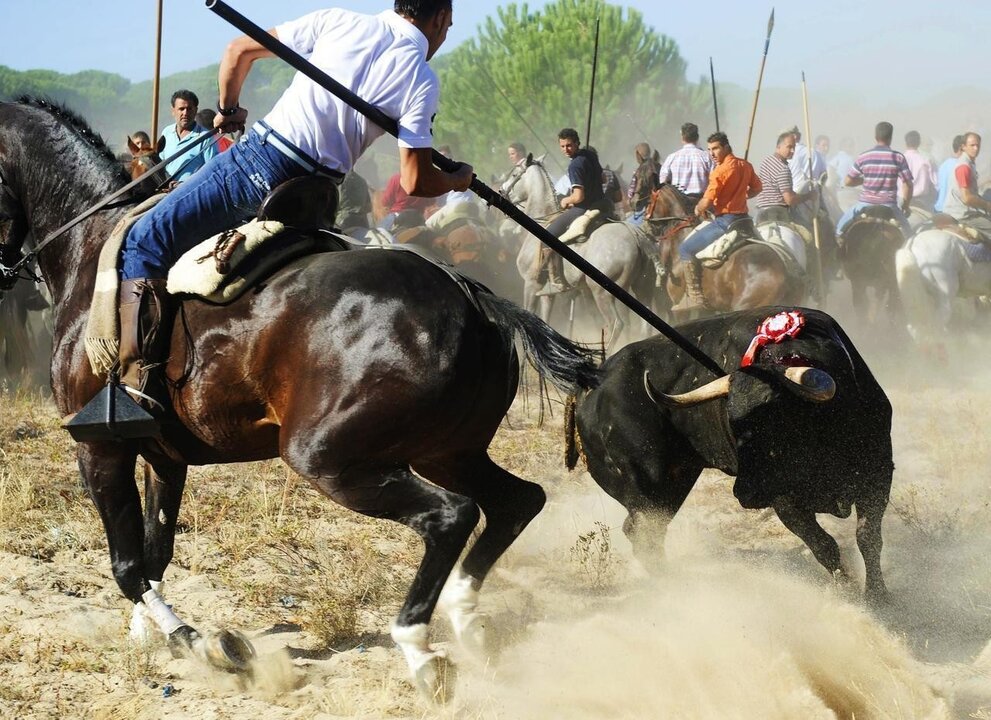 Toro de la Vega, en Tordesillas (Valladolid).