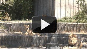 Foto vídeo: leones