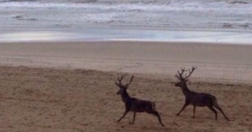 Ciervos corriendo por la playa.