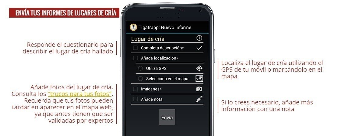 Una App española para 'cazar' mosquitos Tigre.