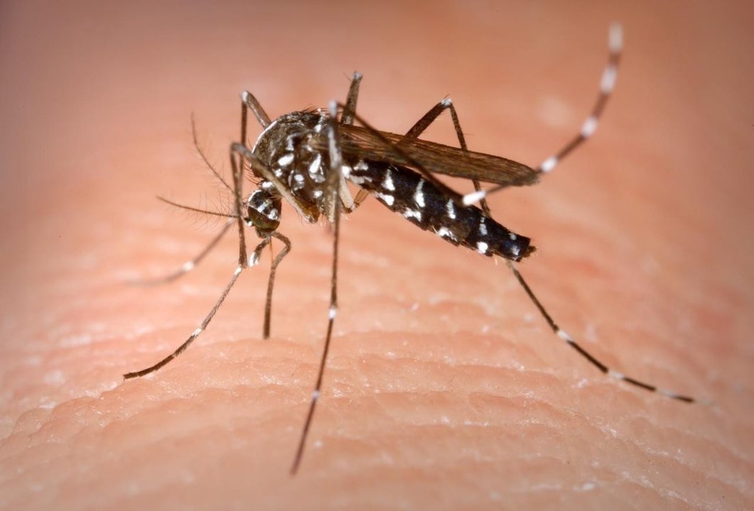 Mosquito tigre, transmisor del virus Zika.