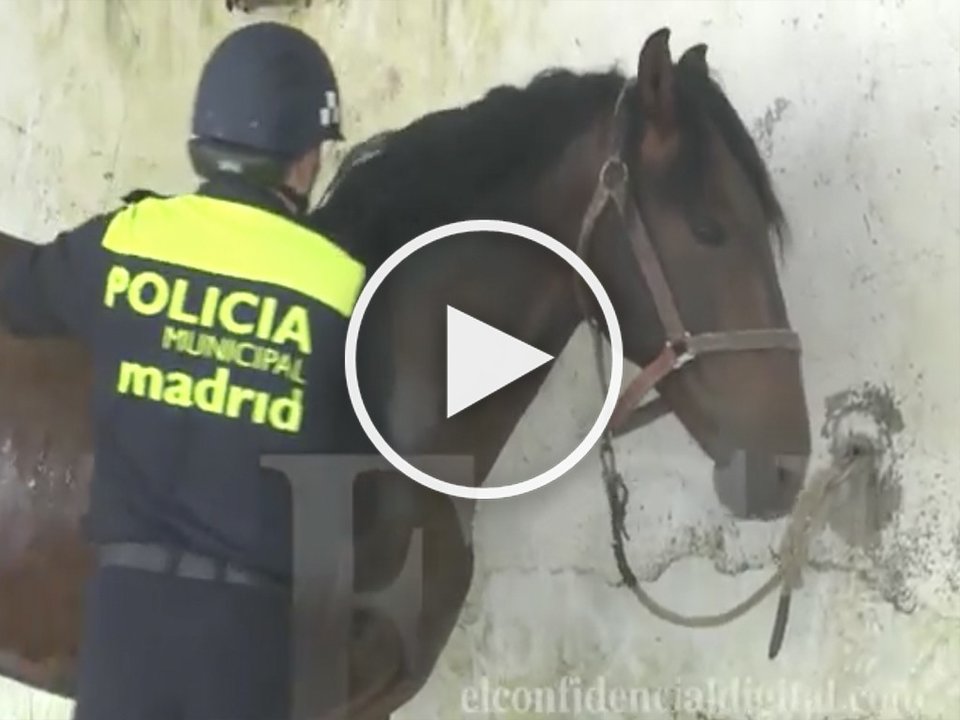 Foto vídeo: caballos 