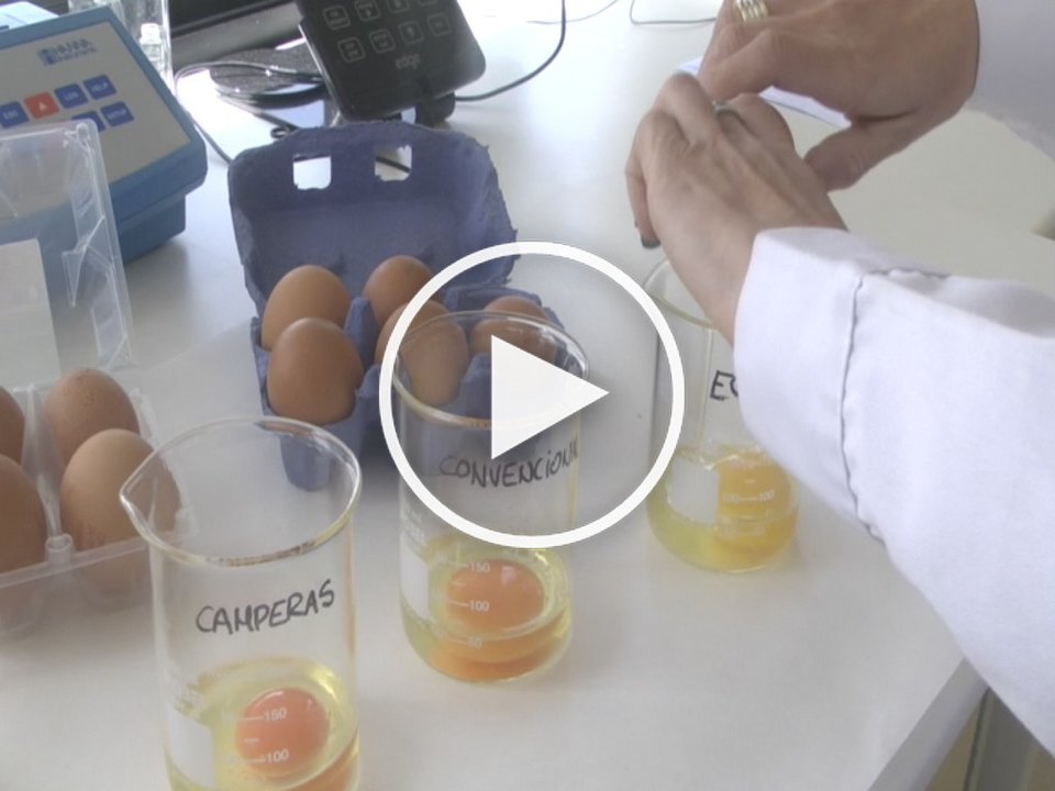 Foto vídeo: huevos