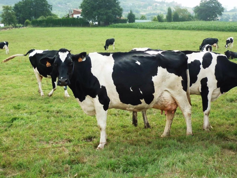 Vacas paciendo en un campo.
