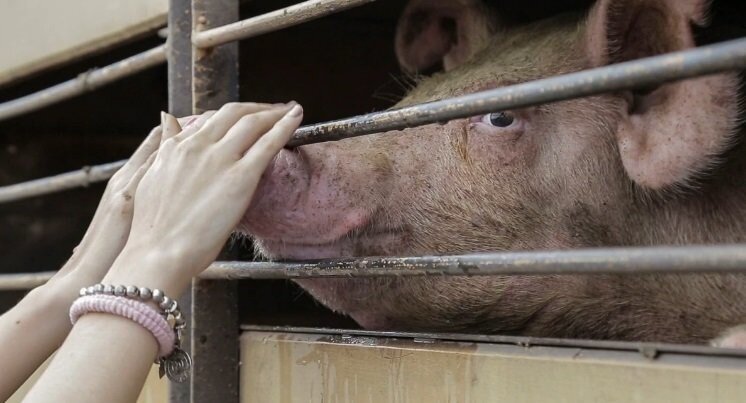 Escena de una de las 'vigilias veganas' recientes.