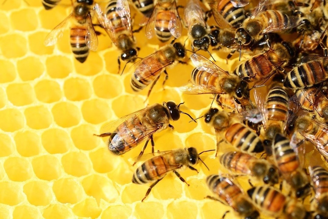 honey-bees-326337_1280