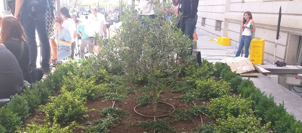 Olivo plantado en el patio del Congreso.