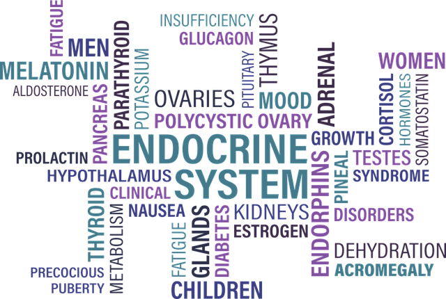 Detalle sistema endocrino
