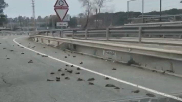 Los pájaros que aparecieron muertos en la autovía.