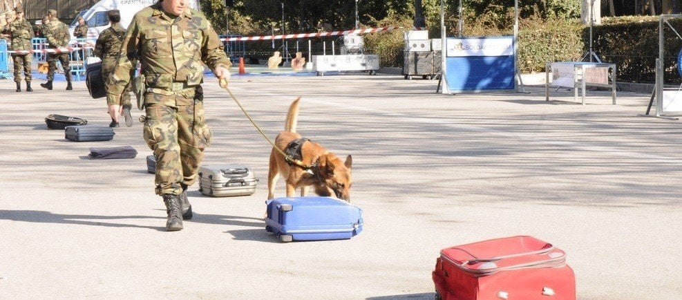 Un infante de Marina con un perro detector de explosivos.