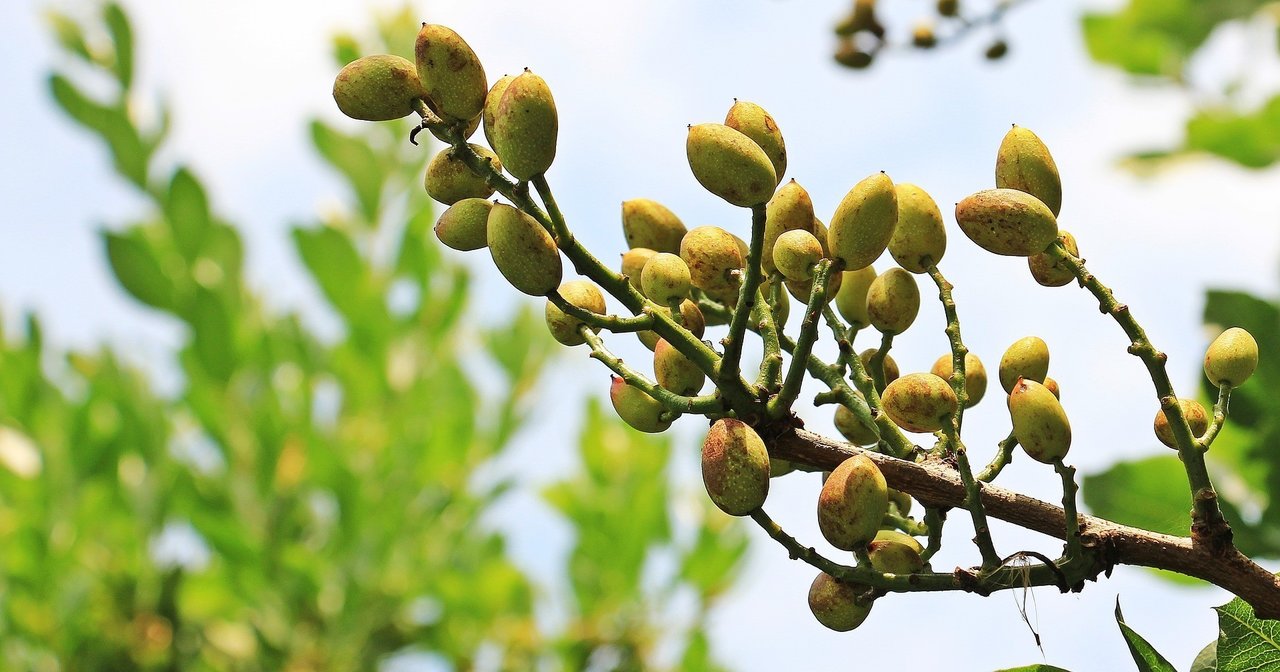 Cultivo del pistacho