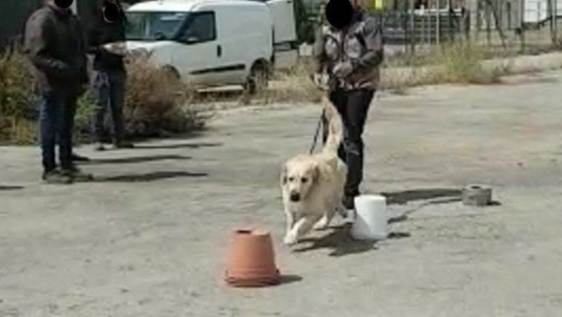 Práctica con perros detectores de explosivos en Barcelona.