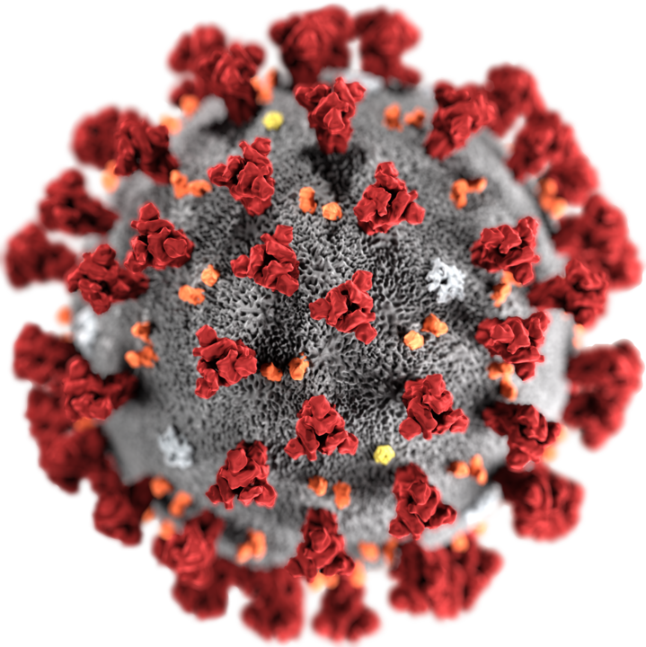 Representación gráfica del síndrome respiratorio agudo severo coronavirus 2 (SARS-CoV-2), creado por los Centros para Control de Enfermedad y Prevención, que revela la morfología ultraestructural exhibida por los coronavirus.