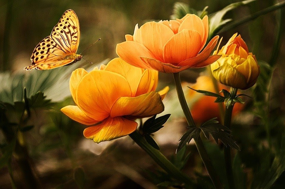 Una mariposa junto a unas flores.
