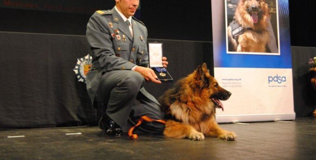 'Ajax', un perro de la Guardia Civil premiado.