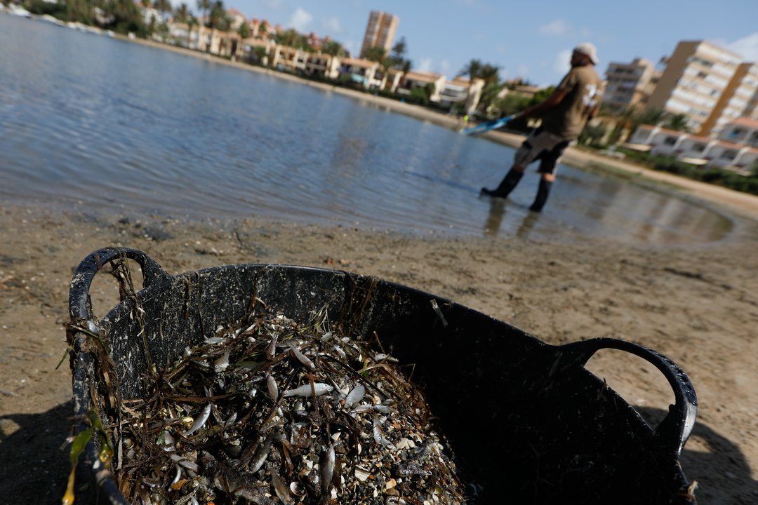 Una persona recoge ejemplares de peces muertos que han aparecido en varias zonas del Mar Menor, a 19 de agosto de 2021, en la Isla del Ciervo, Murcia, (España).