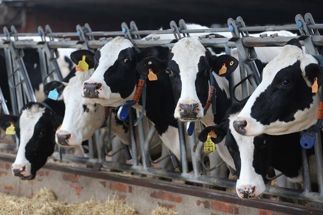 Vacas lecheras en una granja