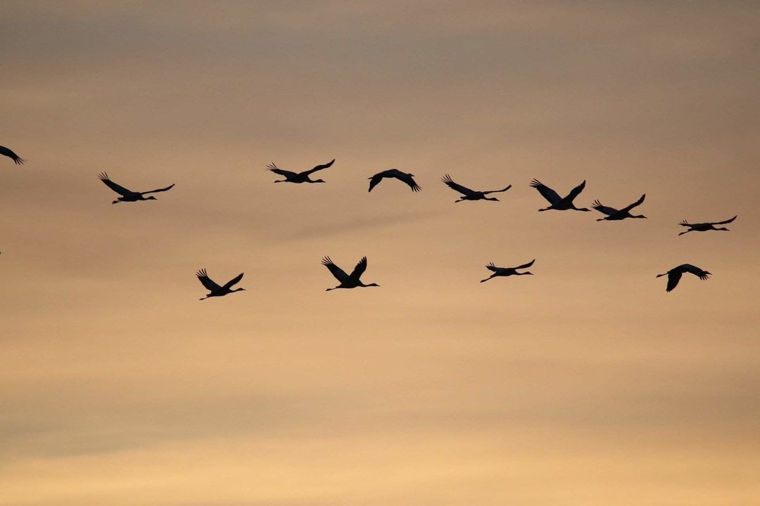 Grullas volando (Imagen de nathalieburblis en Pixabay).