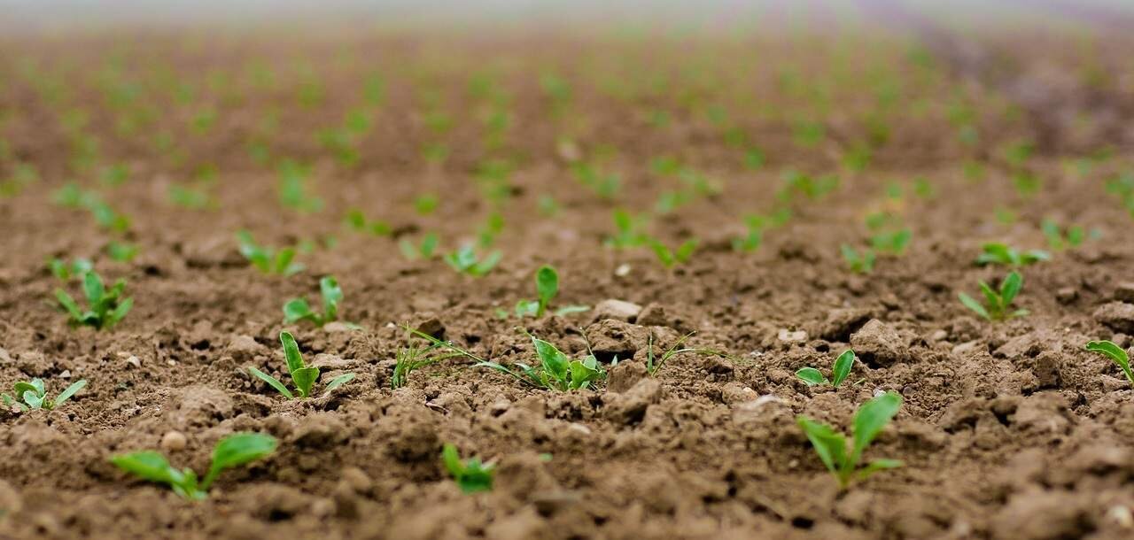 Cami&oacute;n con semillas agr&iacute;colas importadas en zona rural europea.