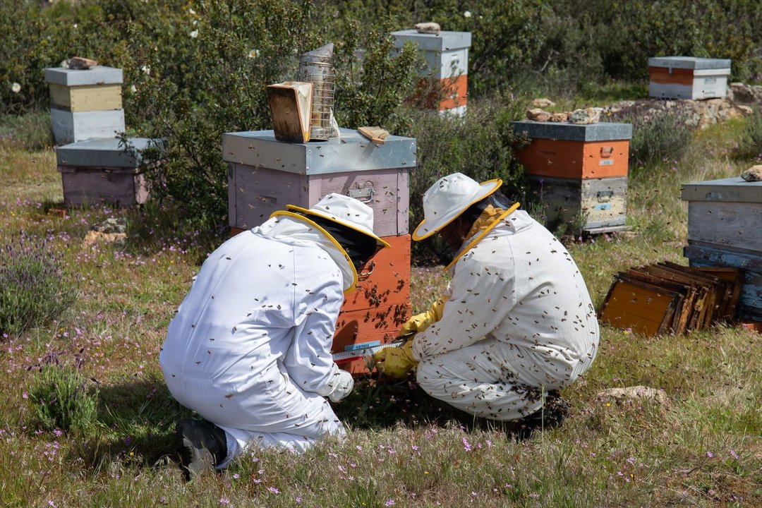 ‘La Abeja Viajera’ es una empresa apícola dedicada a la cría de abejas y ubicada en Soto del Real