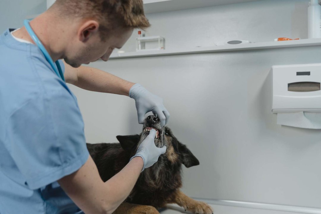 Desconcierto entre los veterinarios por la Ley de Bienestar Animal: no saben qué responder a los dueños de las mascotas.