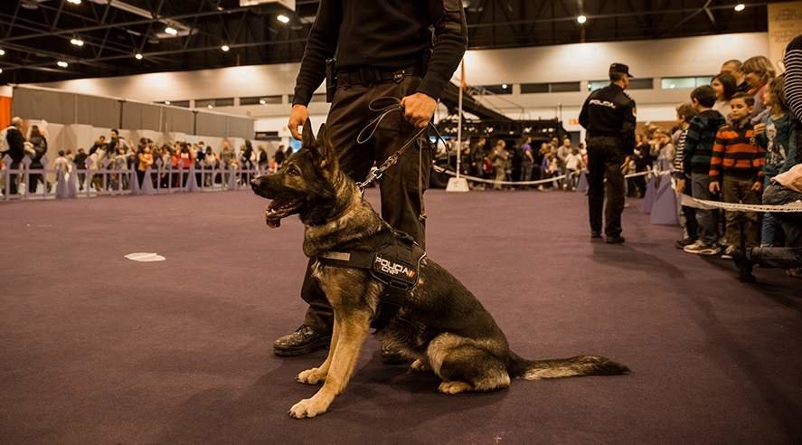 Un perro adiestrado de la Policía Nacional.