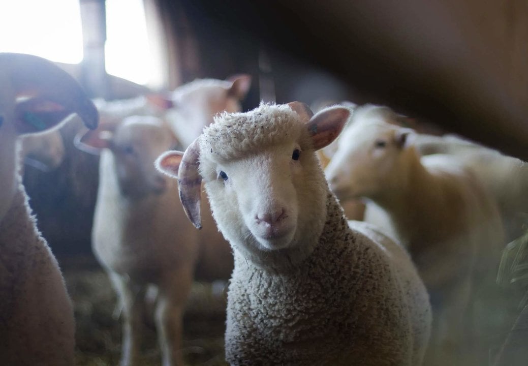 La venta de lana española a China está paralizada por los focos de viruela ovina de Castilla La Mancha y Andalucía.