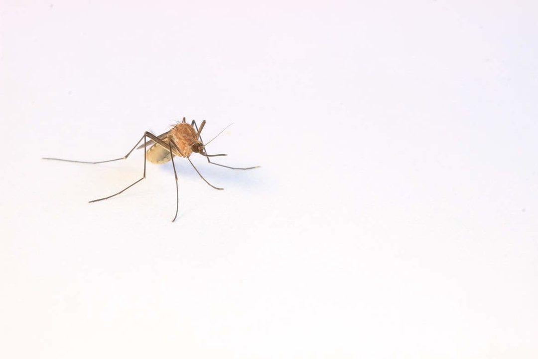 ¿Qué ventajas tiene poner mosquiteras en casa?.