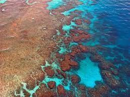 La Gran Barrera de Coral. Fuente |Pixabay.