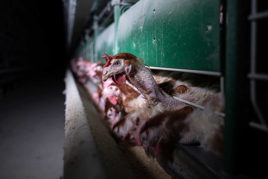 Equalia ONG alerta de ‘Welfare Washing’ por el uso de huevos de gallinas en jaula en supermercados Consum.