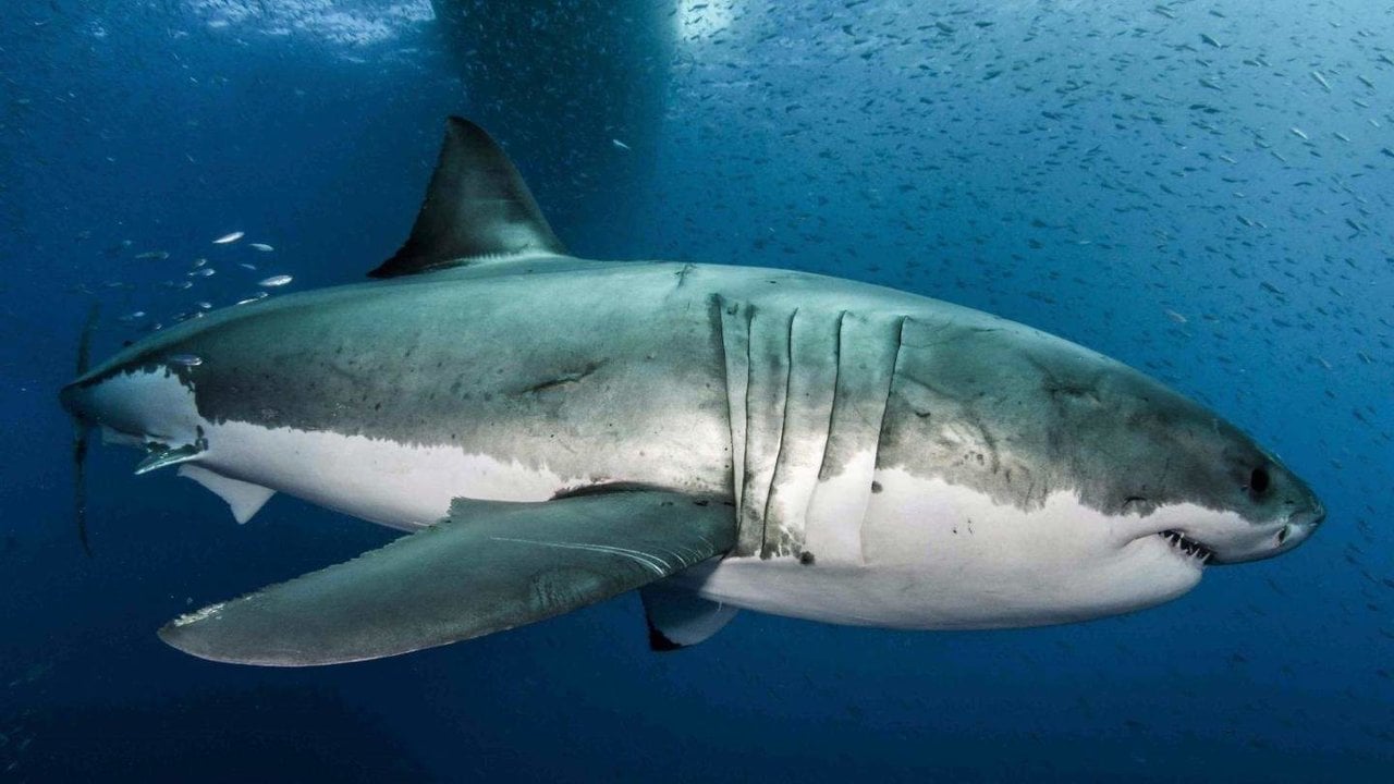 Gran tiburón blanco. Foto de ARCHIVO