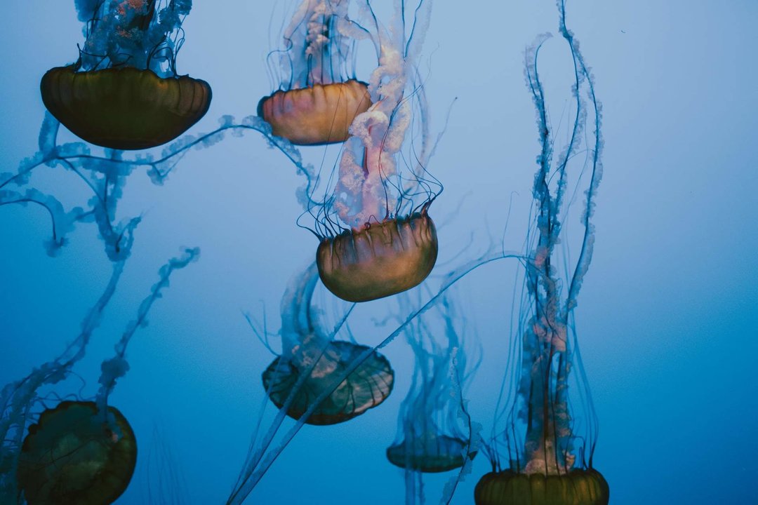 7 remedios caseros para evitar que te piquen medusas.