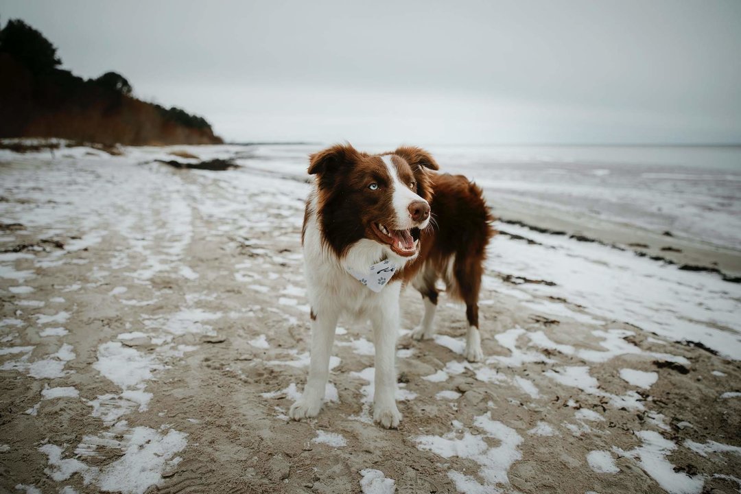 Las mejores playas para ir con perros en Galicia.