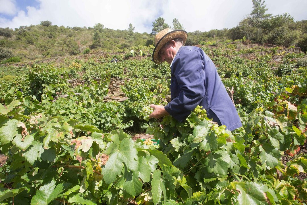 Vilach&aacute; de Salvadur, A Pobra de Broll&oacute;n, Lugo. Comienza la vendimia en la Ribeira Sacra. En la aldea de Vilach&aacute; de Salvadur, los viticultores y bodegueros cosechan uva para producir vinos menc&iacute;a y godello que se consumir&aacute;n en el n&uacute;cleo familiar. La cosecha se realiza entre todos los miembros de la familia, que el fin de semana dejan todos sus quehaceres para colaborar en la vendimia familiar. En la imagen, Germ&aacute;n, patriarca de la familia Bendi&ntilde;a de Rozabales, cosecha uva godello en su vi&ntilde;a de la Ribeira de Vilach&aacute; en la ma&ntilde;ana del s&aacute;bado 18 de septiembre