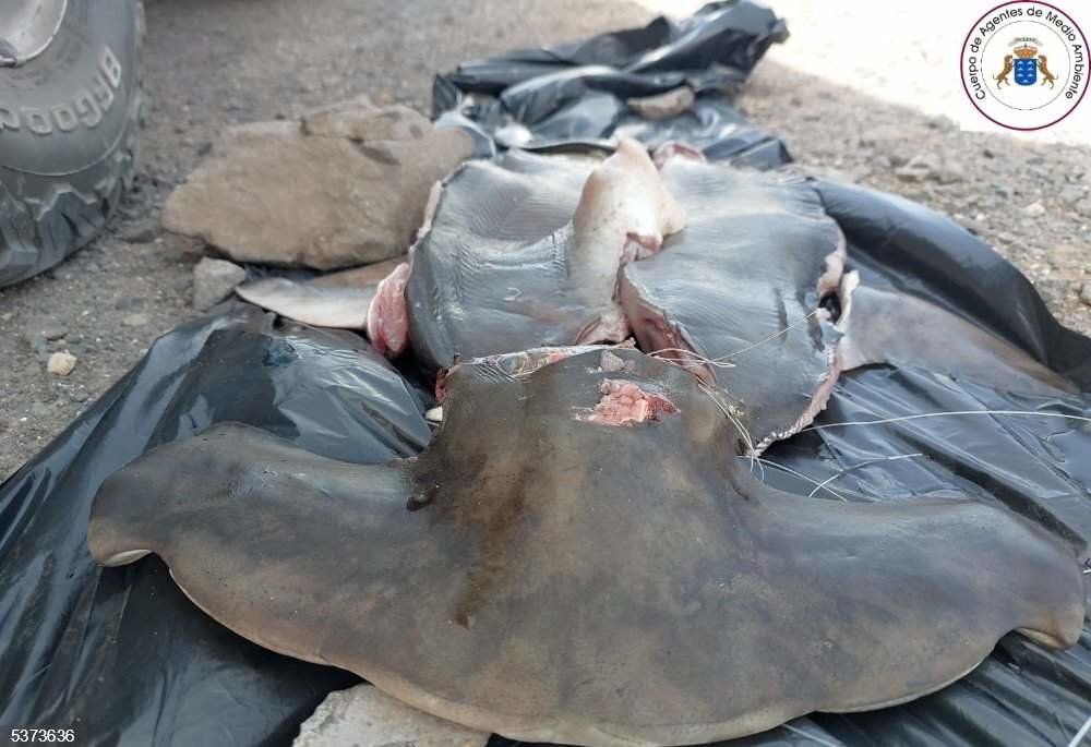 Guindilla a las dos personas detenidas por el maltrato y captura de un tiburón martillo en Fuerteventura